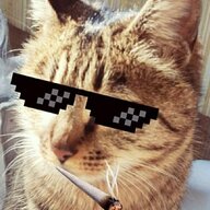 韵猫233